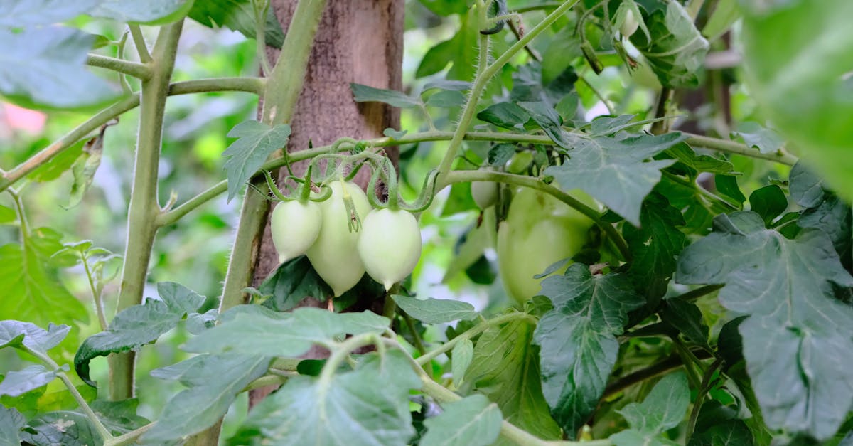 découvrez les meilleures pratiques pour la culture des avocats : conseils pour la plantation, l’entretien et la récolte afin d’obtenir des fruits de qualité dans votre jardin ou verger.