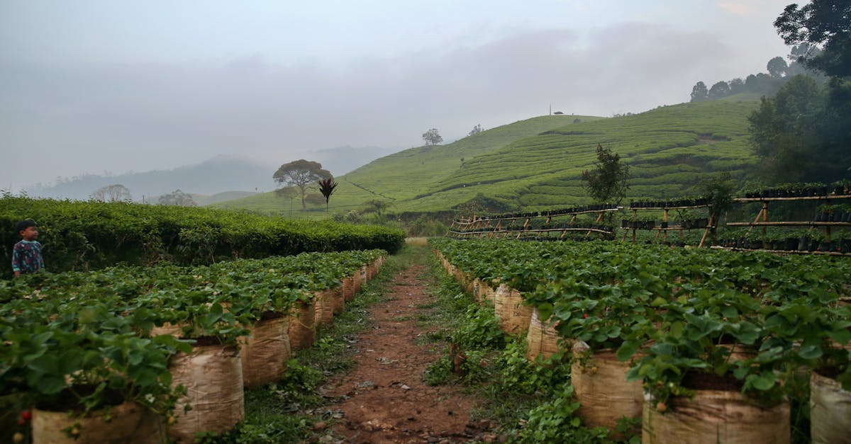 découvrez nos conseils pratiques pour la culture de l’avocatier : étapes de plantation, entretien, arrosage et récolte pour réussir votre propre production d’avocats frais à la maison ou au jardin.