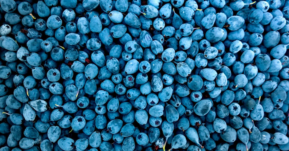 découvrez une grande variété de fruits frais, leurs bienfaits pour la santé, astuces de conservation et idées de recettes gourmandes pour une alimentation saine et équilibrée.