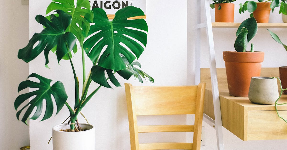 découvrez tout sur le monstera, une plante d'intérieur tendance connue pour ses grandes feuilles découpées. conseils d’entretien, arrosage, exposition et astuces pour une croissance optimale. parfait pour apporter une touche exotique à votre intérieur !