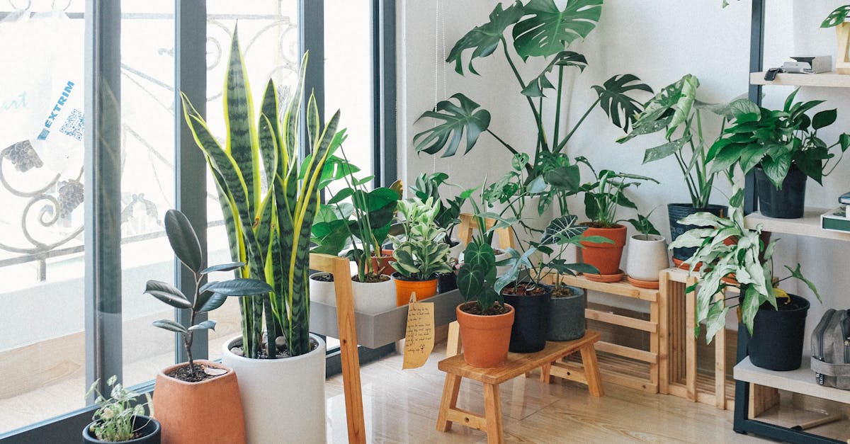 découvrez tout sur le monstera, la plante d’intérieur exotique tendance : conseils d’entretien, arrosage, luminosité et astuces pour une croissance optimale.