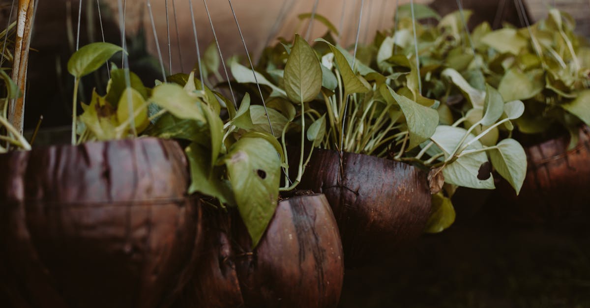 découvrez tout sur le pothos, une plante d'intérieur facile à entretenir, parfaite pour ajouter une touche de verdure à votre maison. conseils d'entretien, arrosage et astuces de croissance dans notre guide complet.