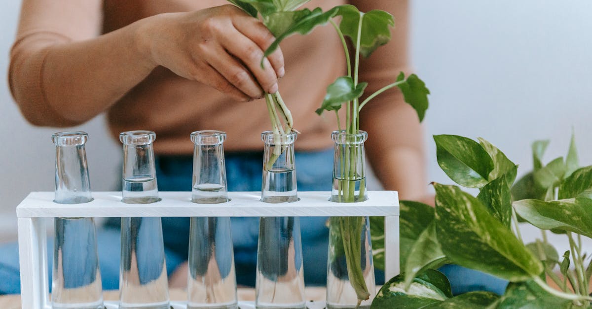 découvrez le pothos, une plante d'intérieur tendance, facile d'entretien et idéale pour purifier l'air. conseils de culture, astuces et bienfaits pour votre maison !