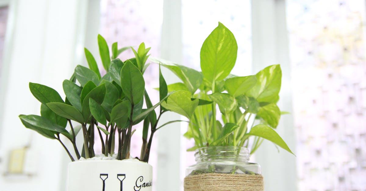 le pothos est une plante d'intérieur populaire, reconnue pour son feuillage décoratif et sa facilité d'entretien. découvrez ses variétés, conseils de culture et astuces pour en prendre soin.