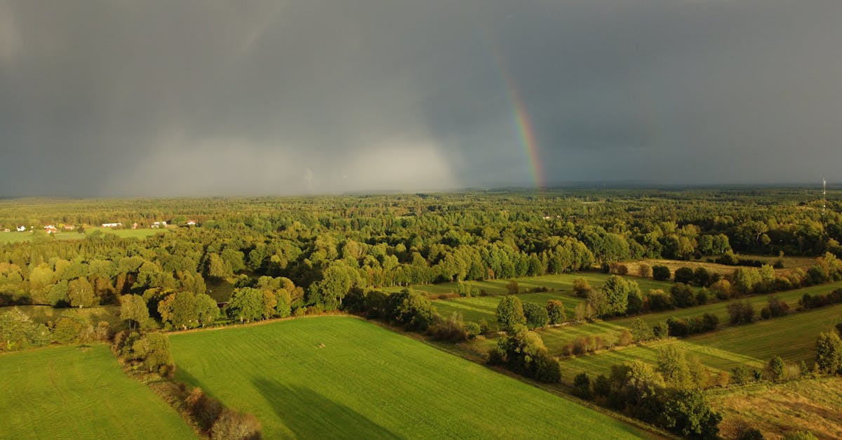 découvrez comment préparer un rainbow rice coloré, une recette simple et ludique idéale pour épater vos invités ou amuser les enfants. apprenez à cuisiner ce riz multicolore sain et savoureux en quelques étapes faciles !